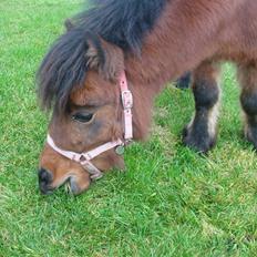 Shetlænder Spivrit<3