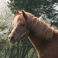 Welsh Cob (sec D) Barnhoeve´s Margot solgt 