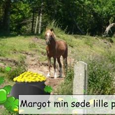 Welsh Cob (sec D) Barnhoeve´s Margot solgt 