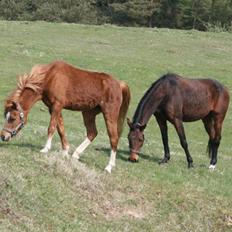 Welsh Cob (sec D) Barnhoeve´s Margot solgt 