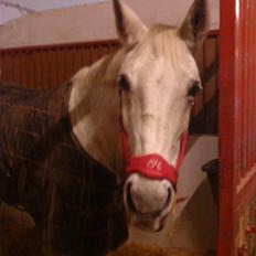 Anden særlig race Matiné solgt