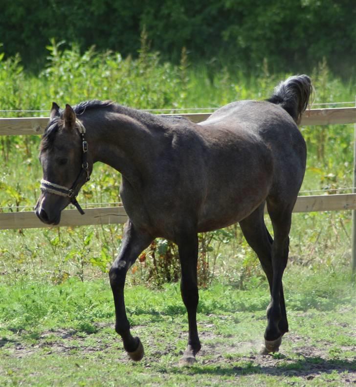 Arabisk fuldblod (OX) Ja'dore  billede 1