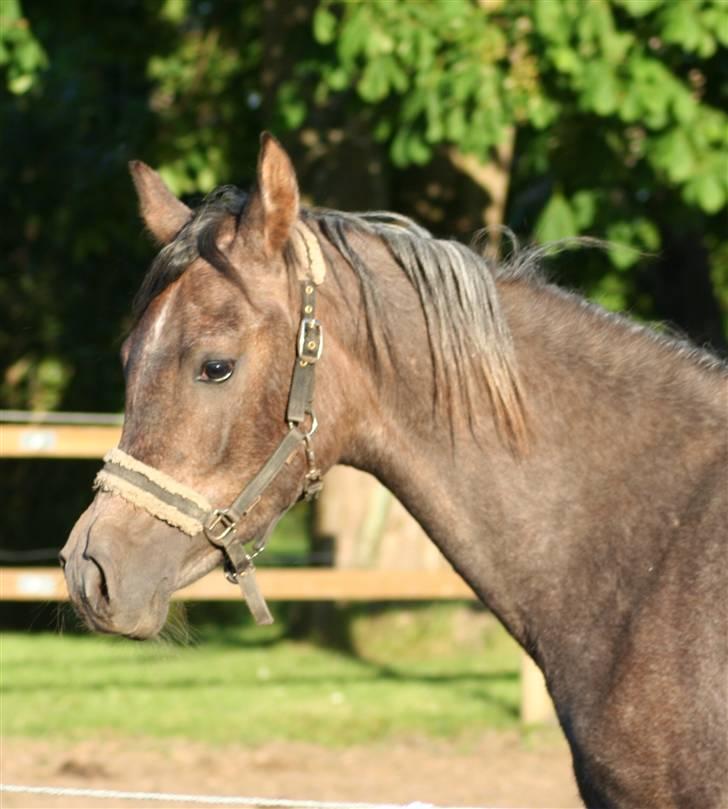Arabisk fuldblod (OX) Ja'dore  billede 2