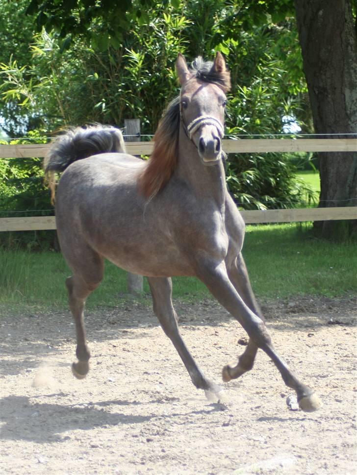 Arabisk fuldblod (OX) Ja'dore  billede 3