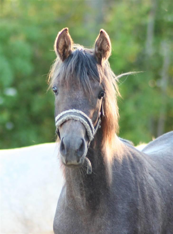 Arabisk fuldblod (OX) Ja'dore  billede 4