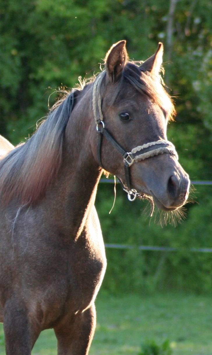 Arabisk fuldblod (OX) Ja'dore  billede 5