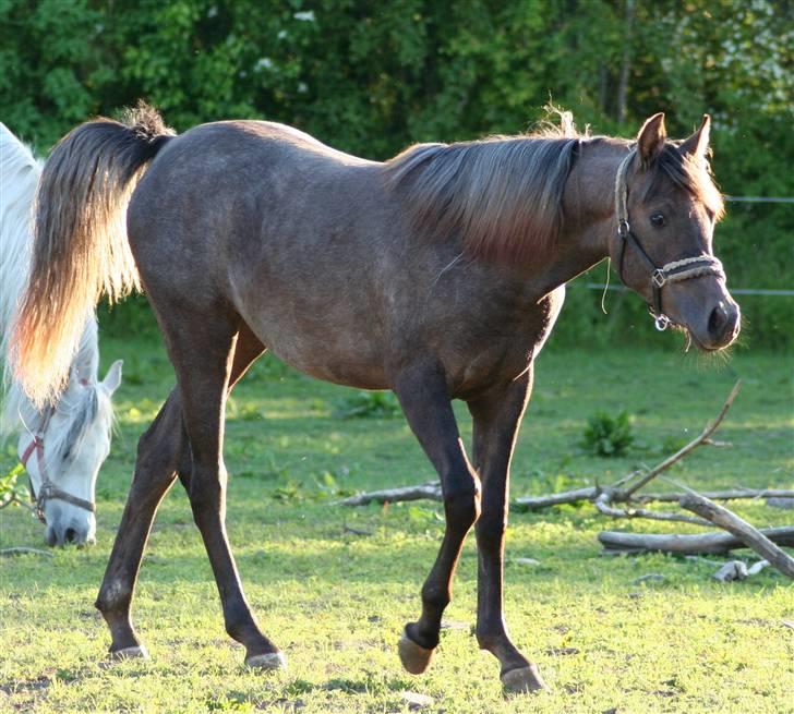 Arabisk fuldblod (OX) Ja'dore  billede 6