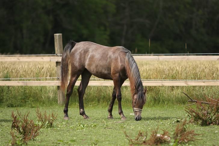 Arabisk fuldblod (OX) Ja'dore  - juli 2009 - foto Simii billede 8