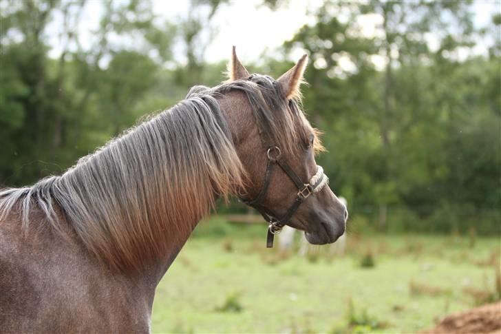 Arabisk fuldblod (OX) Ja'dore  - juli 2009 - foto Simii billede 9