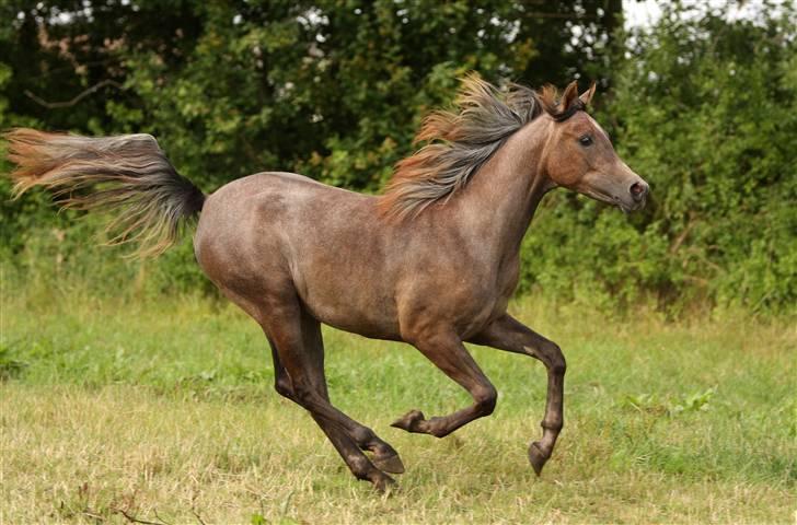Arabisk fuldblod (OX) Ja'dore  - juli 2009 - fofo Simii billede 10