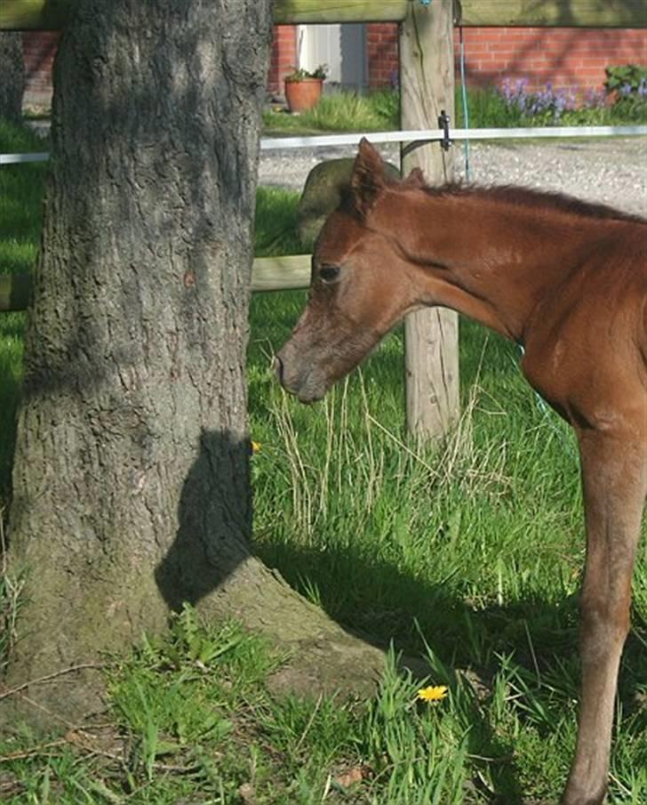 Arabisk fuldblod (OX) Ja'dore  - mælkeskæg billede 11
