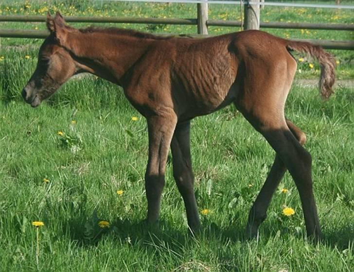 Arabisk fuldblod (OX) Ja'dore  - helt ny billede 12
