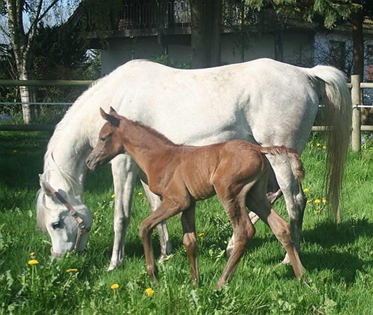 Arabisk fuldblod (OX) Ja'dore  - første gang ude med sin mor - maj 2008 billede 13