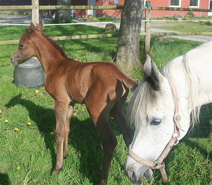 Arabisk fuldblod (OX) Ja'dore  billede 14