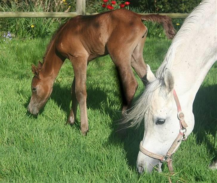 Arabisk fuldblod (OX) Ja'dore  billede 15