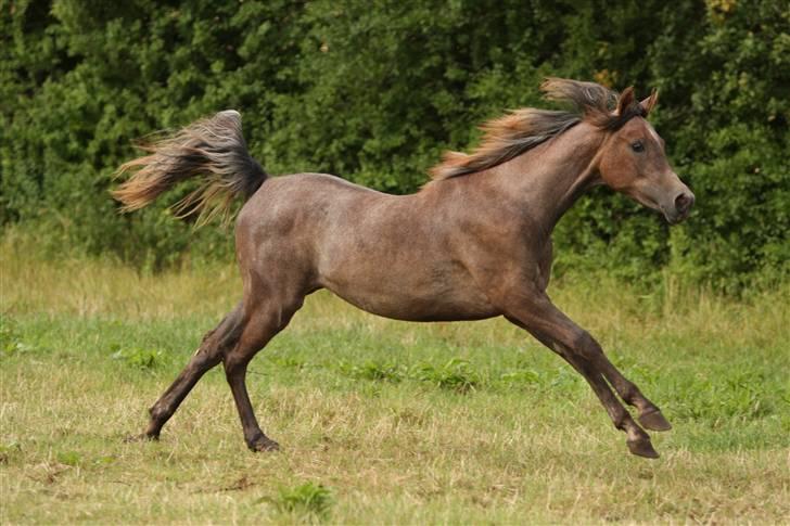Arabisk fuldblod (OX) Ja'dore  - juli 2009 - fofo Simii billede 16