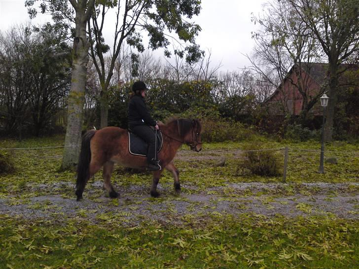 Islænder Kveikja  billede 17