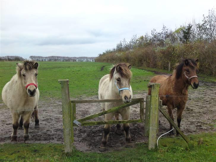 Islænder Kveikja  - Fra venste ses Lukka (kvikjas mor) Lilja (kveikjas søster og til sidst Kveikja selv billede 18