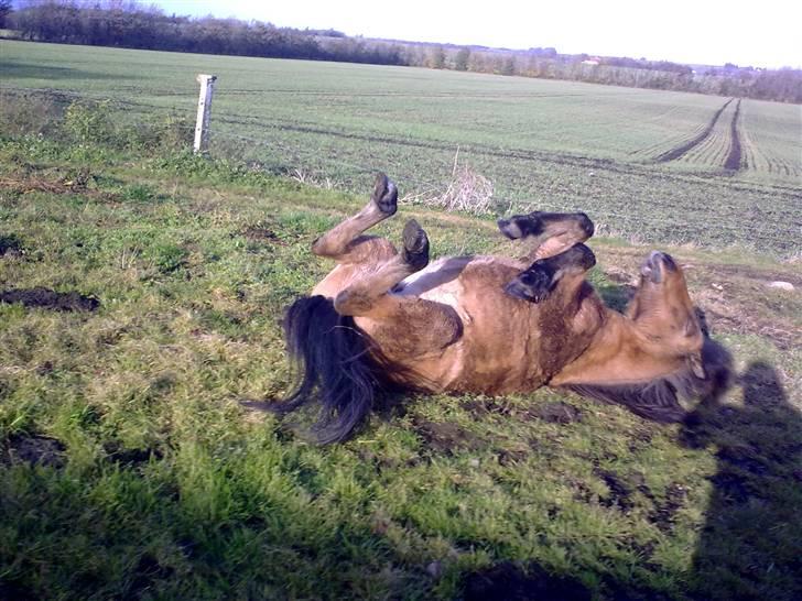 Islænder Kveikja  - Når dagens dont er gjordt er det sgu tid til en rulletur  billede 19