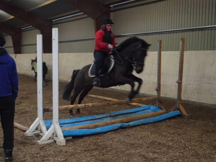 Anden særlig race Kila´s Sambo (SOLGT) - første gang jeg sprang vand<3 billede 14