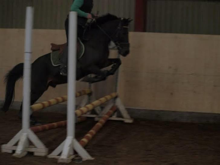 Anden særlig race Kila´s Sambo (SOLGT) billede 15