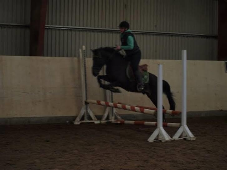 Anden særlig race Kila´s Sambo (SOLGT) billede 16