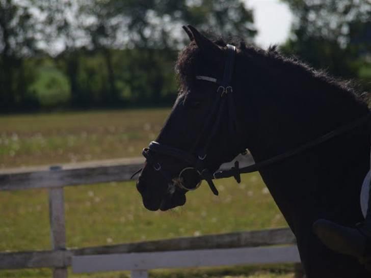 Anden særlig race Kila´s Sambo (SOLGT) billede 17