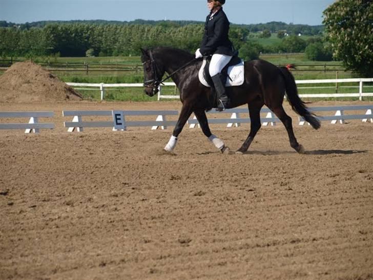 Anden særlig race Kila´s Sambo (SOLGT) billede 18