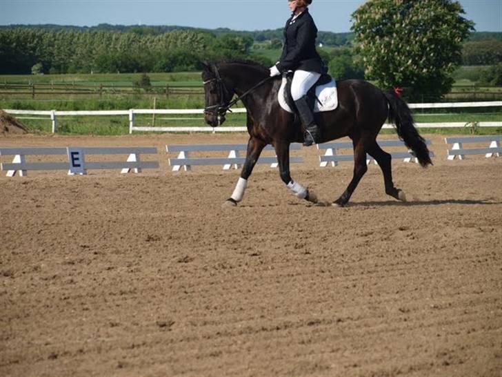 Anden særlig race Kila´s Sambo (SOLGT) billede 19