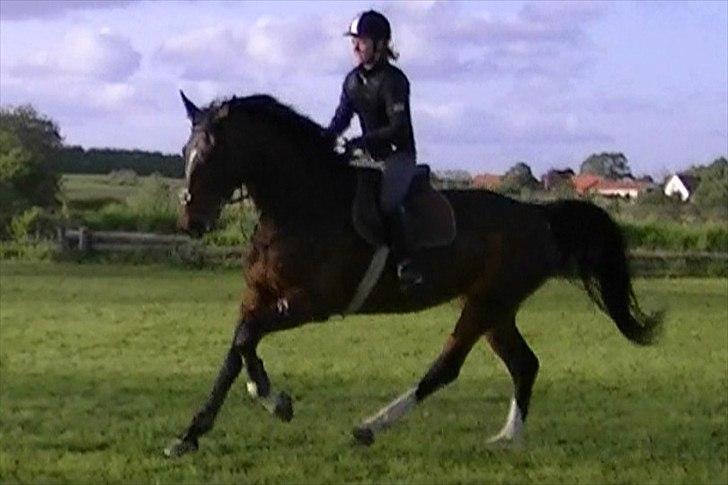 Dansk Varmblod Rinkenæs lucky joy- SOLGT billede 12