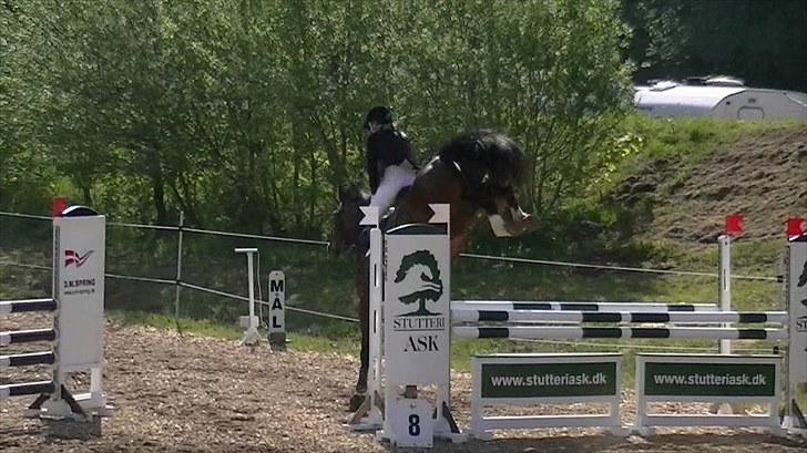 Dansk Varmblod Rinkenæs lucky joy- SOLGT - WOW kig lig bagbene!? ;O billede 13