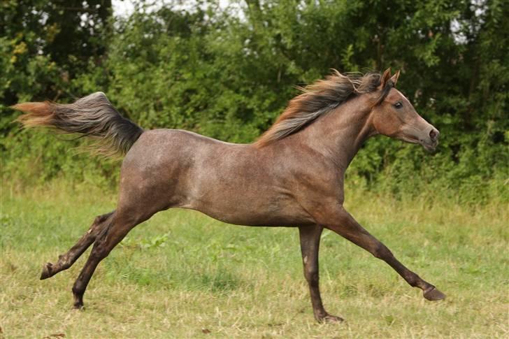 Arabisk fuldblod (OX) Ja'dore  - Simii igen billede 17