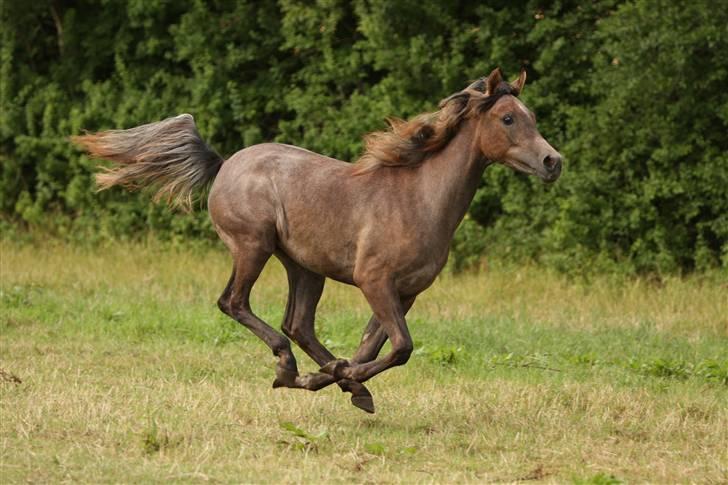 Arabisk fuldblod (OX) Ja'dore  - Simii igen billede 18