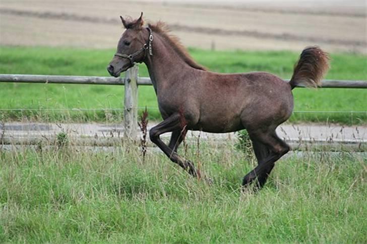 Arabisk fuldblod (OX) Ja'dore  - sen sommer 2008 billede 19