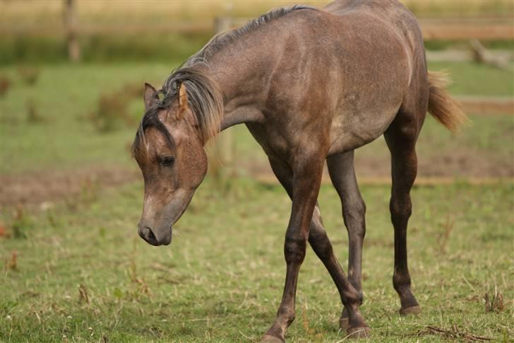 Arabisk fuldblod (OX) Ja'dore  - sidst på sommeren 2009 - foto Simi billede 20