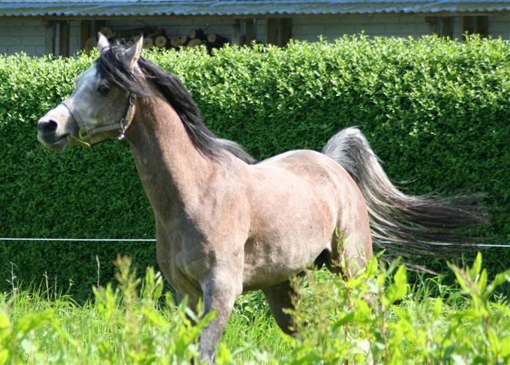 Arabisk fuldblod (OX) Ja'kheel   - Ja´kheel 3 år og hingst - sommer 2009 billede 1