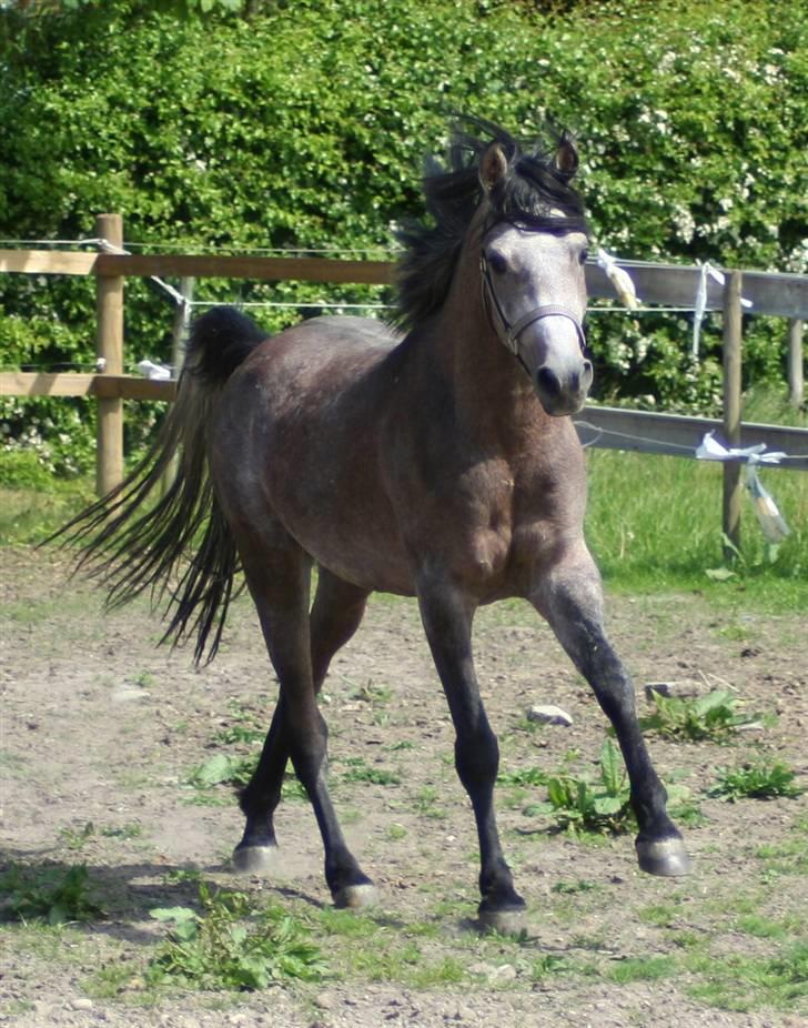 Arabisk fuldblod (OX) Ja'kheel   billede 2