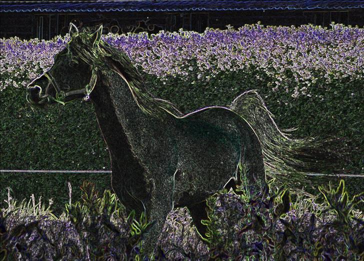 Arabisk fuldblod (OX) Ja'kheel   billede 5