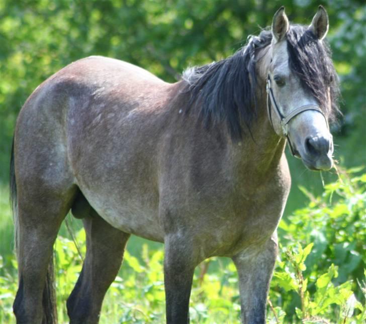 Arabisk fuldblod (OX) Ja'kheel   - hele serien er fra denne sommer hvor han stadig var hingst billede 7