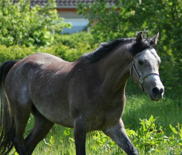 Arabisk fuldblod (OX) Ja'kheel   billede 8