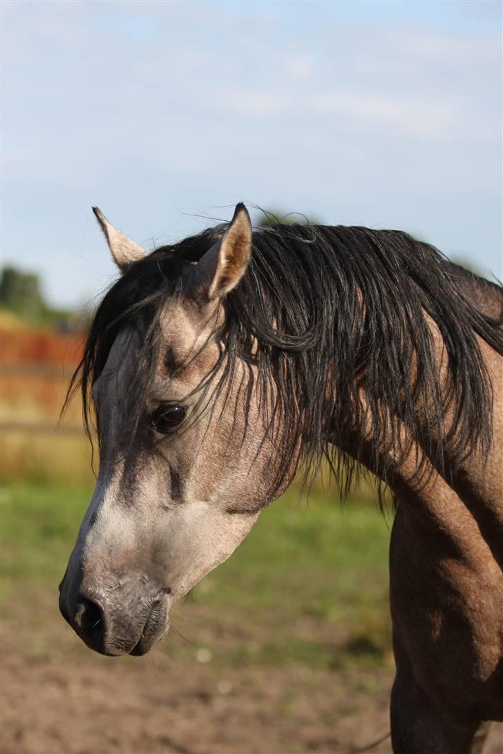 Arabisk fuldblod (OX) Ja'kheel   - Simii juli 2009 billede 9