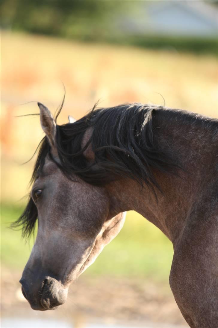Arabisk fuldblod (OX) Ja'kheel   - Simii juli 2009 billede 10