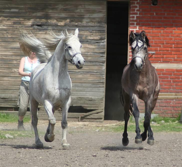 Arabisk fuldblod (OX) Ja'kheel   - sus på billede 12
