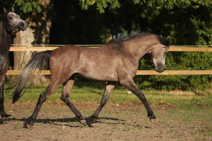 Arabisk fuldblod (OX) Ja'kheel   - juli 2009 - foto af Simii billede 13