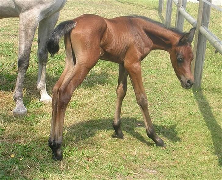 Arabisk fuldblod (OX) Ja'kheel   billede 18