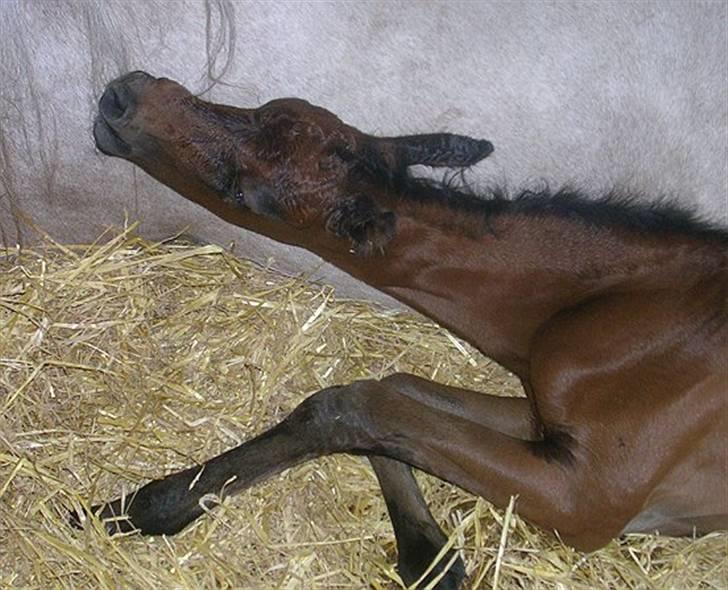 Arabisk fuldblod (OX) Ja'kheel   - nyfødt og søgende efter patten billede 19