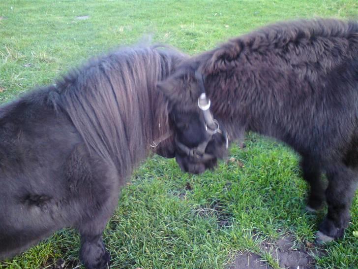 Shetlænder Tarzan - Billedet blev taget med det samme vi satte ham ind til Rosa<3- Velkommen til min profil<3 billede 1
