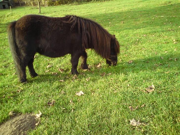 Shetlænder Tarzan - Mmm.. Græs billede 2