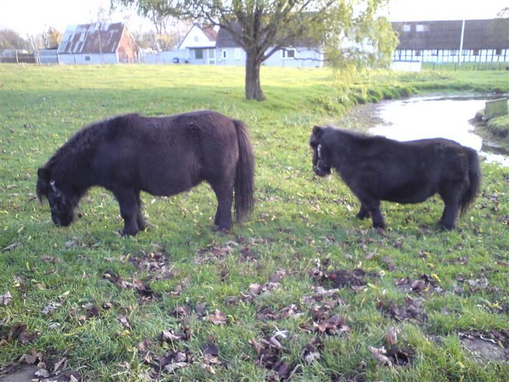 Shetlænder Tarzan - Rosa tænker ´´ Uhhh se lige den lækre steg´´. billede 3