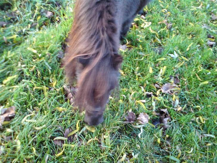 Shetlænder Tarzan - Hans fine hoved billede 4